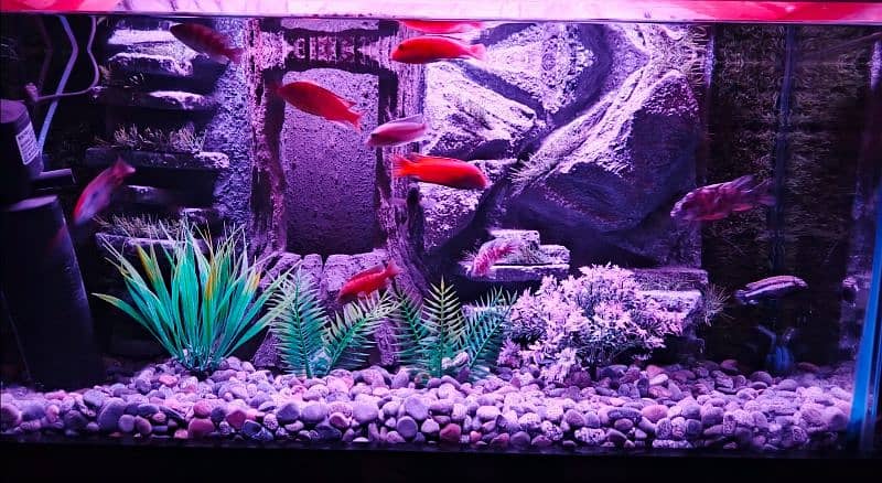 NEW 3D AQUARIUM FULL SETUP FOR SALE. 8