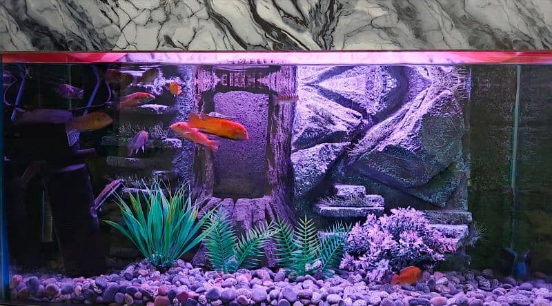 NEW 3D AQUARIUM FULL SETUP FOR SALE. 9