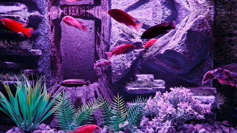 NEW 3D AQUARIUM FULL SETUP FOR SALE. 10