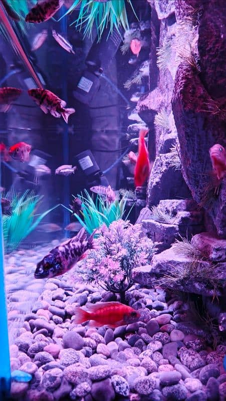 NEW 3D AQUARIUM FULL SETUP FOR SALE. 11