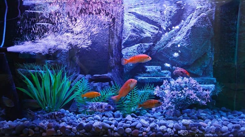 NEW 3D AQUARIUM FULL SETUP FOR SALE. 12