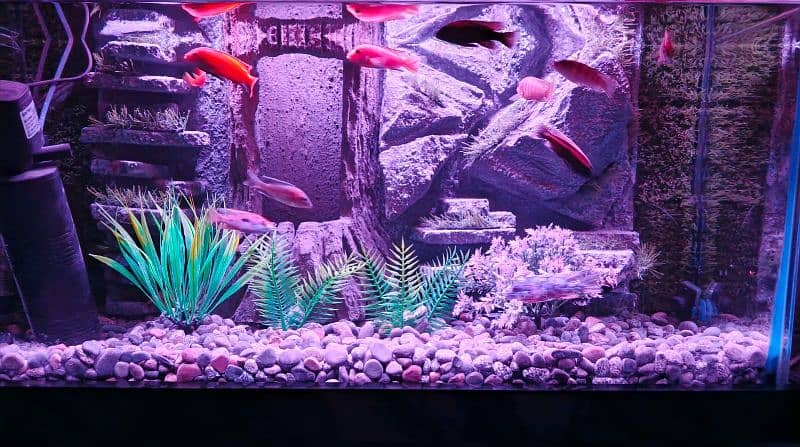 NEW 3D AQUARIUM FULL SETUP FOR SALE. 15