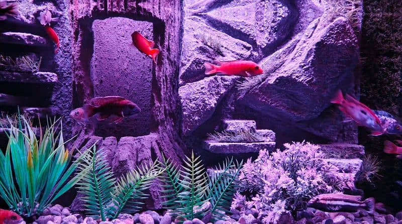 NEW 3D AQUARIUM FULL SETUP FOR SALE. 16