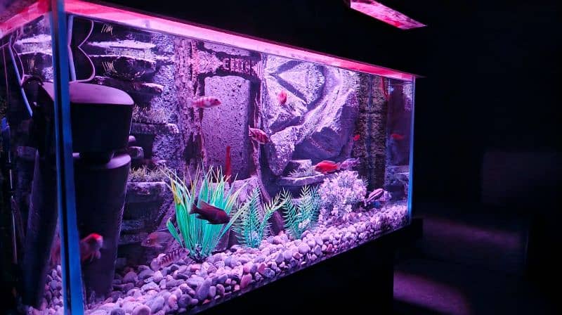 NEW 3D AQUARIUM FULL SETUP FOR SALE. 17