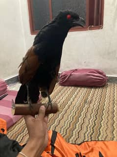 apple bawoo bala crow for sell