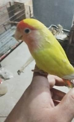 Hand tame lovebird  For sale  No bite Location Faisalabad