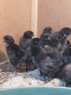 Ayam cemani chicks