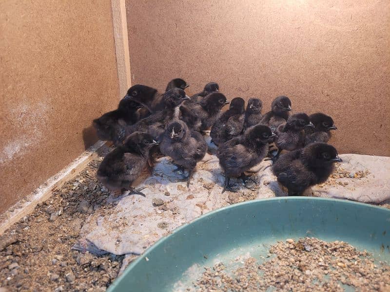 Ayam cemani chicks 1