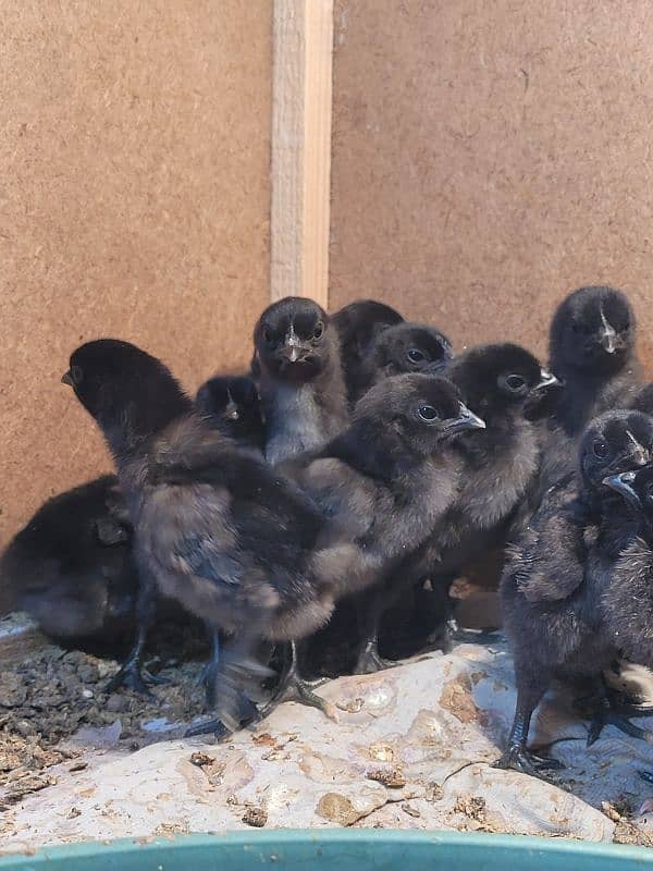 Ayam cemani chicks 2