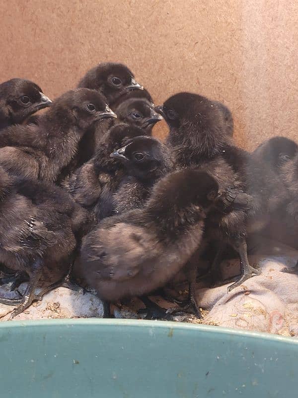 Ayam cemani chicks 3