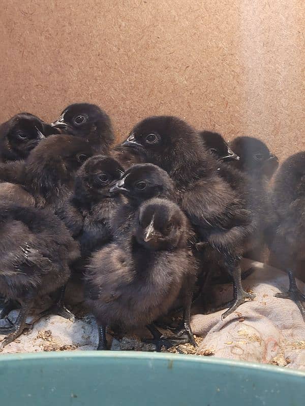 Ayam cemani chicks 4