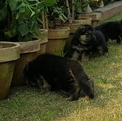 German Shepherd puppies urgent for sale