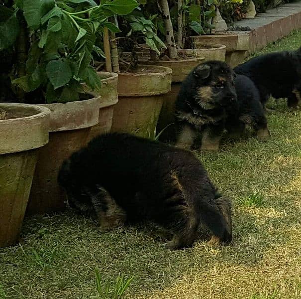 German Shepherd puppies urgent for sale 0