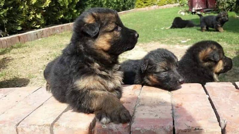 German Shepherd puppies urgent for sale 1