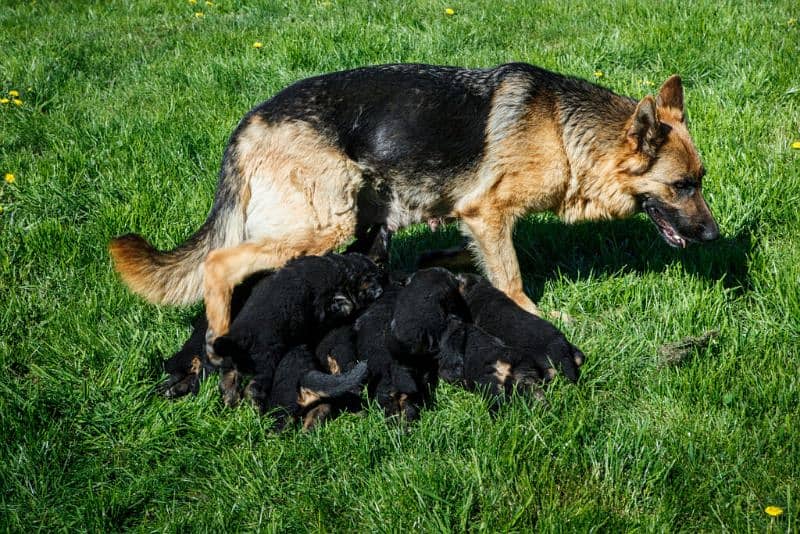 German Shepherd puppies urgent for sale 2