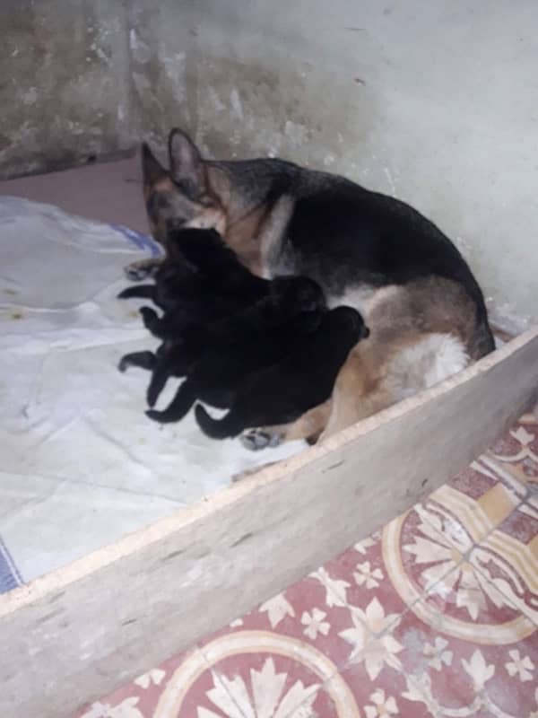 german shepherd puppies 0