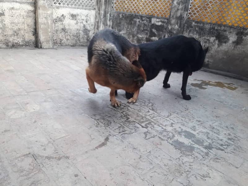 german shepherd puppies 1