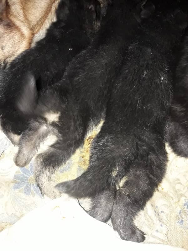 german shepherd puppies 3