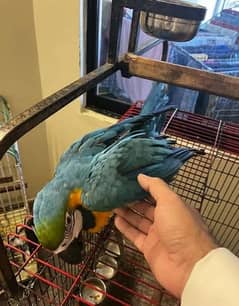 blue macaw parrot chips for sale