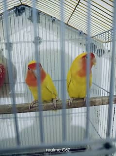 lutino breeder pair for sale