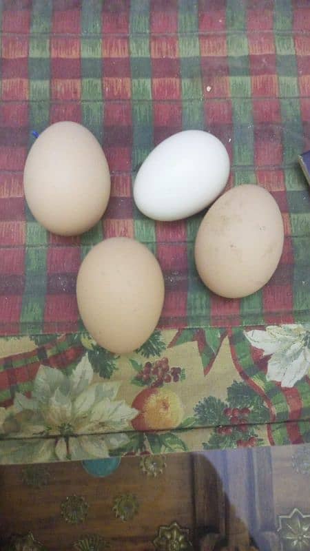 black salmon brahma/silkie eggs 2