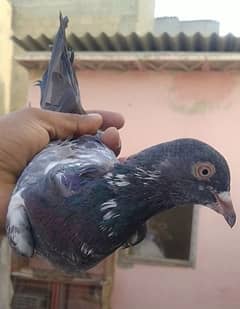 Teddi golden lakhay mix pigeon