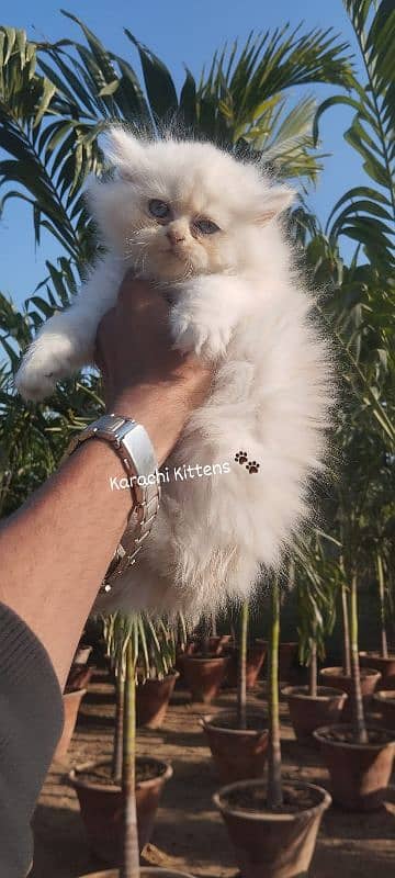 Persian kitten 0