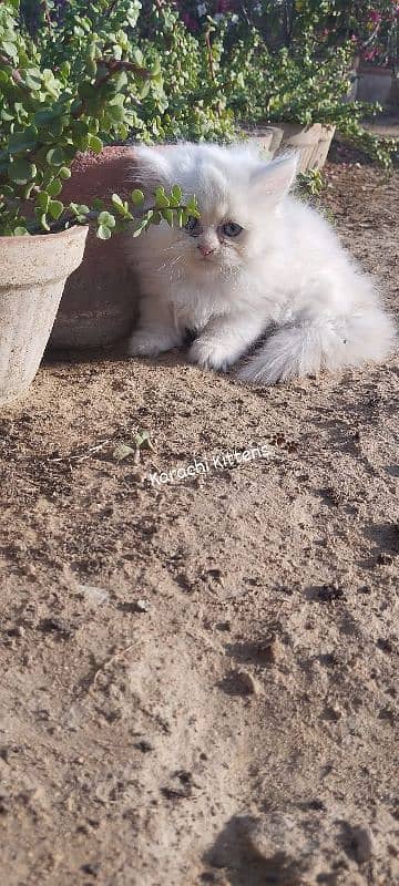 Persian kitten 1