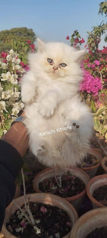 Persian kitten 5