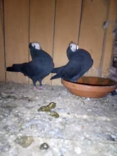 Pigeons kabootar for sale