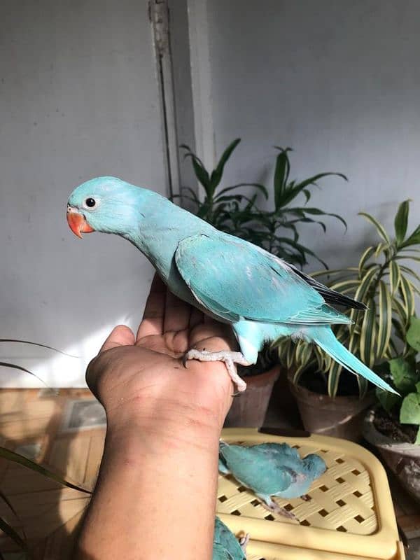 yellow ring neck / blue ringneck / white ring neck parrot chicks 1