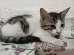 adopt this cute cat