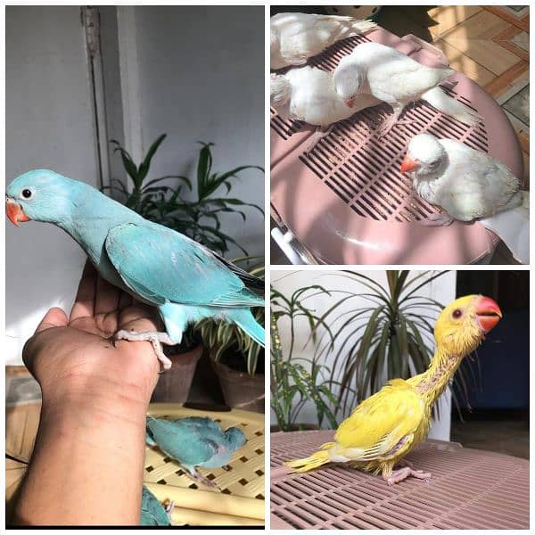 yellow ring neck / blue ringneck / white ring neck parrot chicks 0