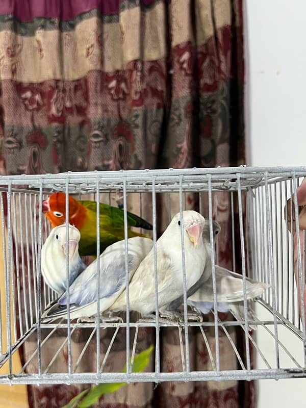 Mix lovebirds available 1