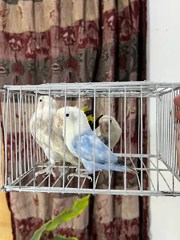 Mix lovebirds available 3