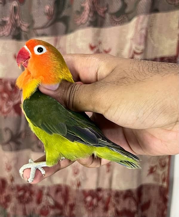 Mix lovebirds available 4