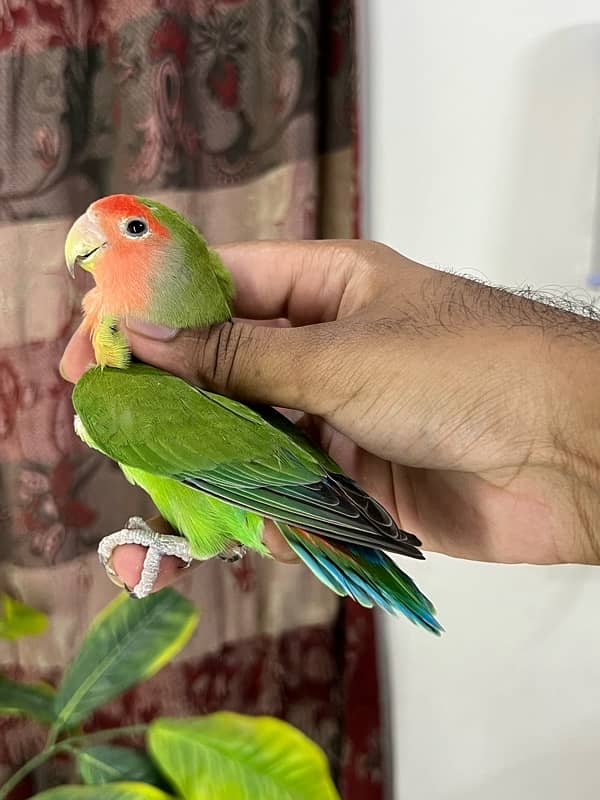 Mix lovebirds available 5