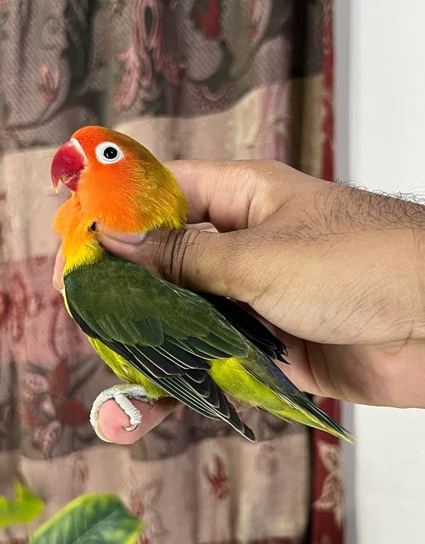 Mix lovebirds available 0