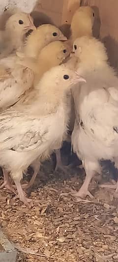 Sussex chicks one month