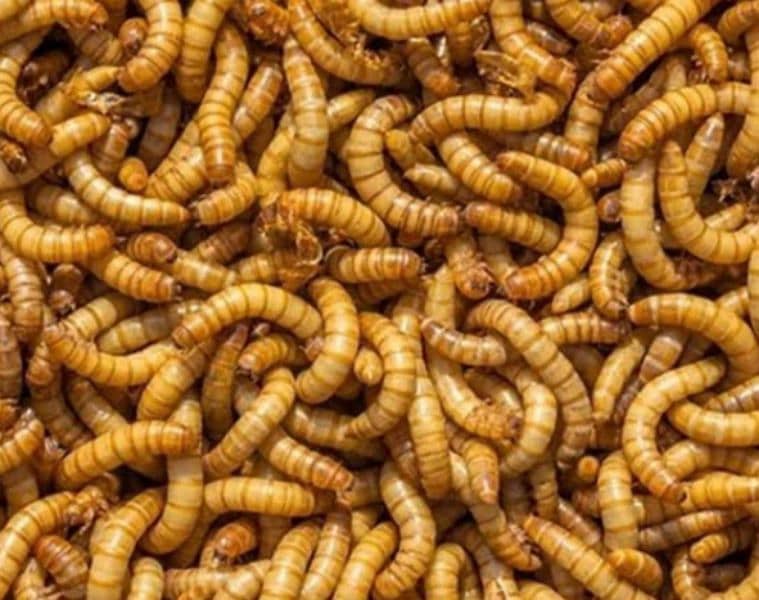 mealworms farming business. . . . ! 1