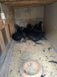 ayam cemani early breeders