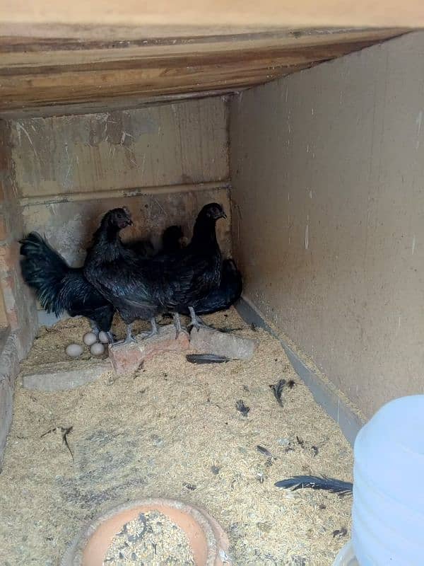 ayam cemani early breeders 1