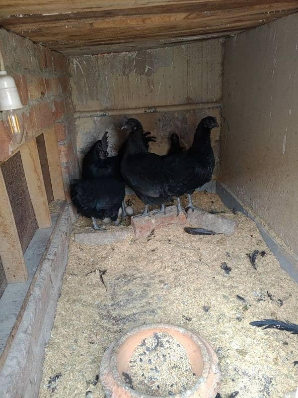 ayam cemani early breeders 3