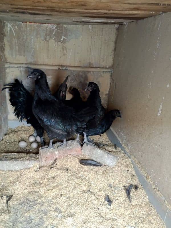 ayam cemani early breeders 4