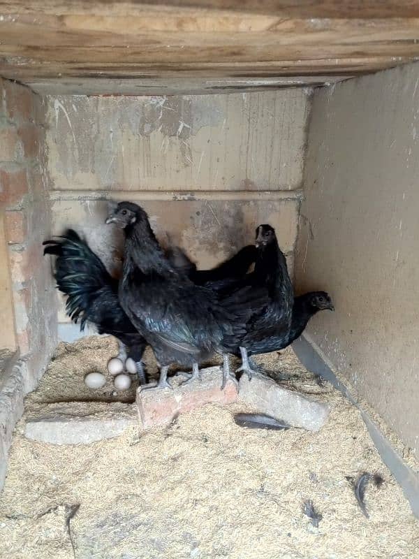 ayam cemani early breeders 5