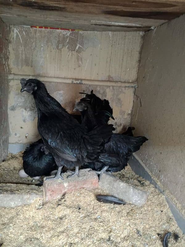 ayam cemani early breeders 6