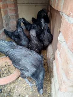 ayam cemani early breeders 5 months