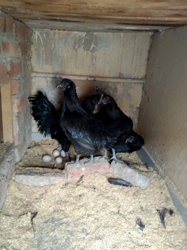 ayam cemani early breeders 8