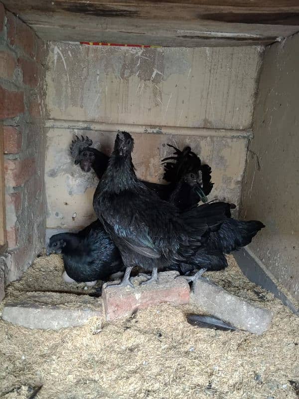 ayam cemani early breeders 9