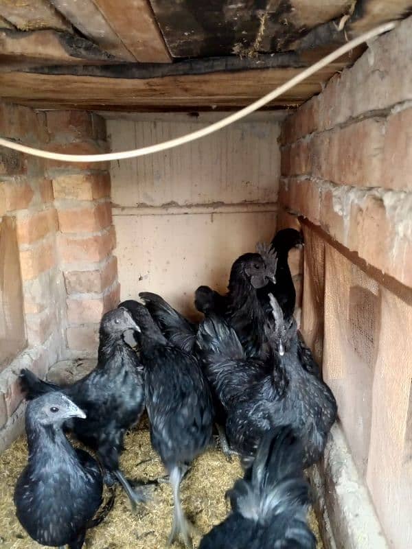 ayam cemani early breeders 10